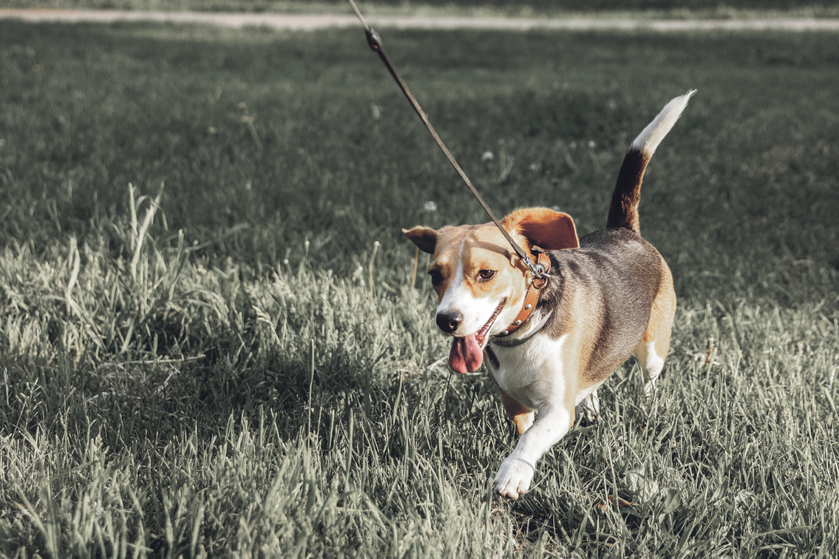 dog-friendly-parks-melbourne-bourke-st-the-label