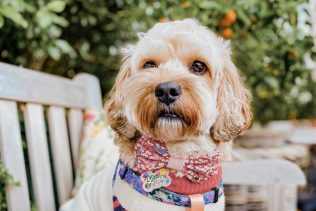 Melbourne Dog Friendly Outdoor Dining