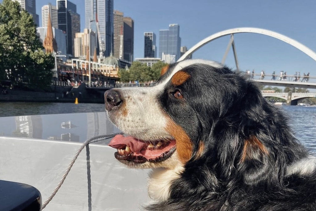 Melbourne Pup