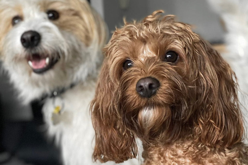 Melbourne's Best Doggy Daycare