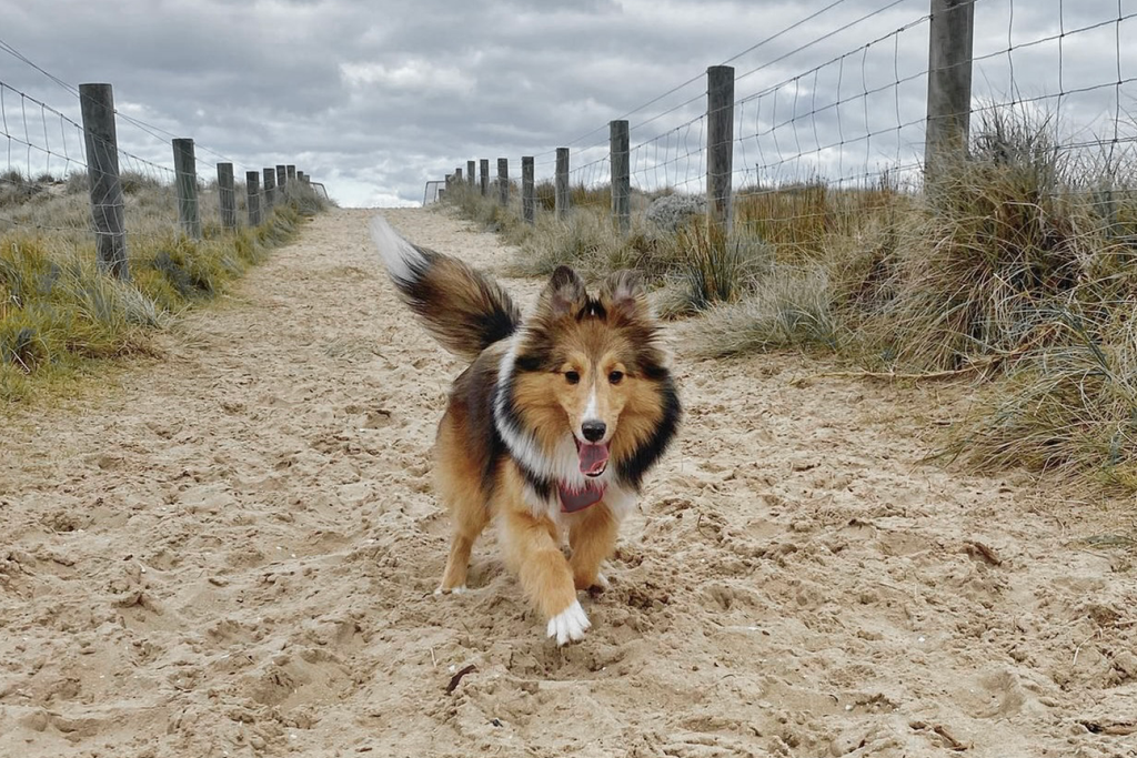 Bourke St. the Label - Dog Friendly Beaches - Port Melbourne Dog Beach