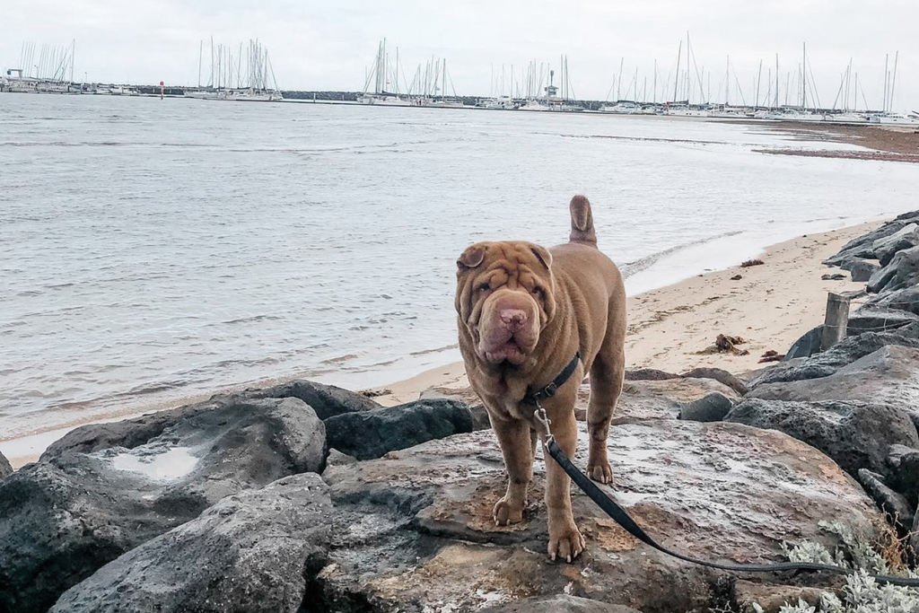 Bourke St. the Label - Dog Friendly Beaches - Brighton Dog Beach