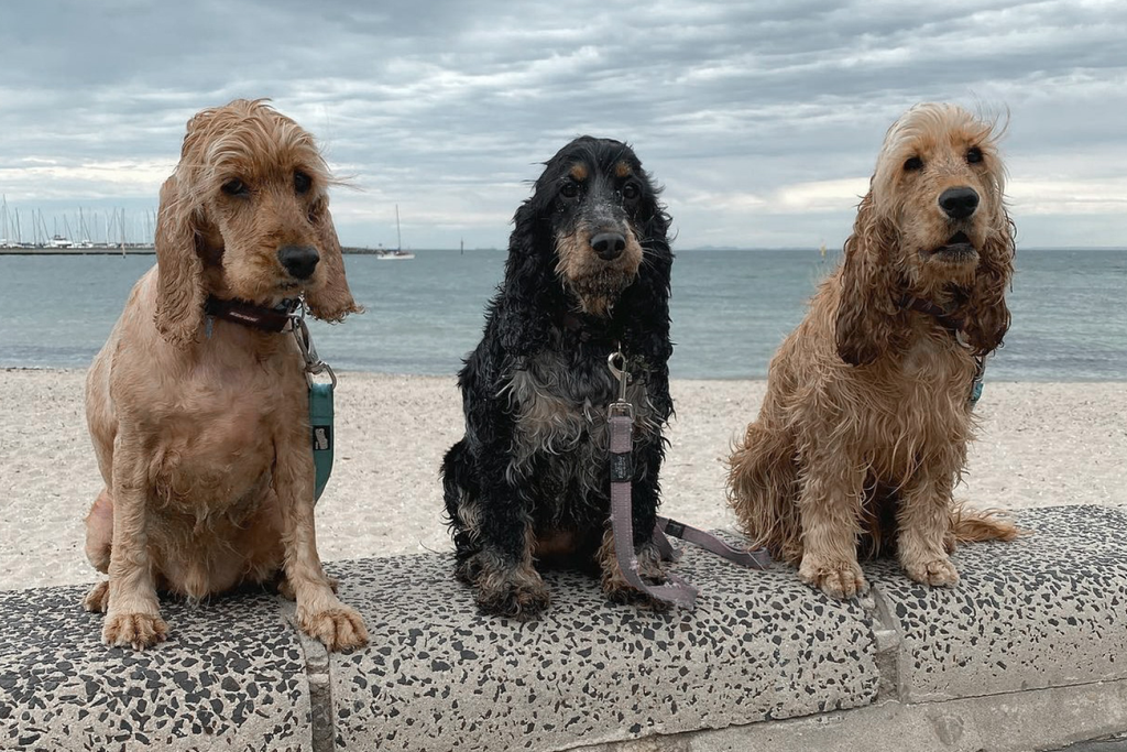 Bourke St. the Label - Dog Friendly Beaches - Hampton Dog Beach