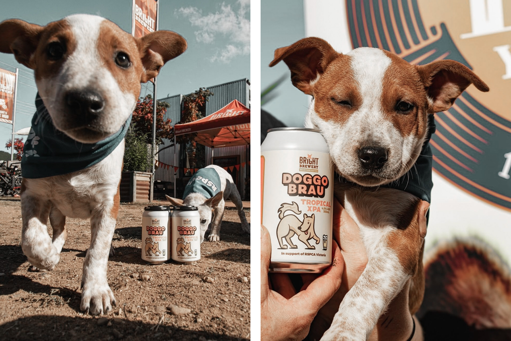 Bourke St. the Label - Dog Friendly Breweries - Bright Brewery