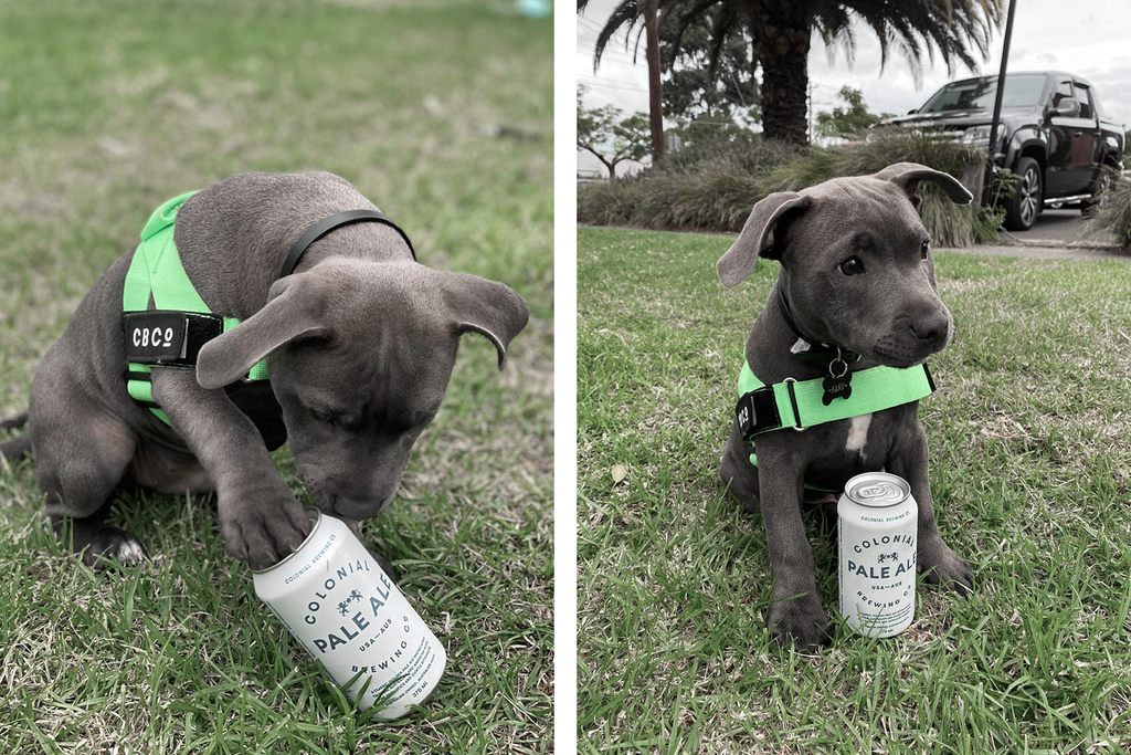 Bourke St. the Label - Dog Friendly Breweries - Colonial Brewing Co.