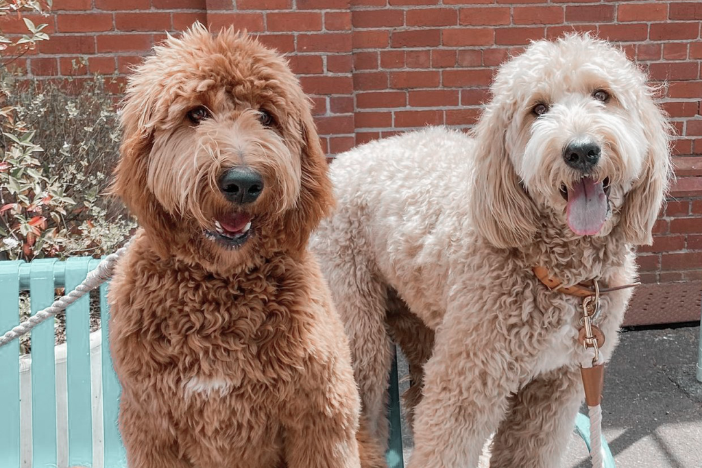 Bourke St. the Label - Dog Friendly Breweries - Little Creatures