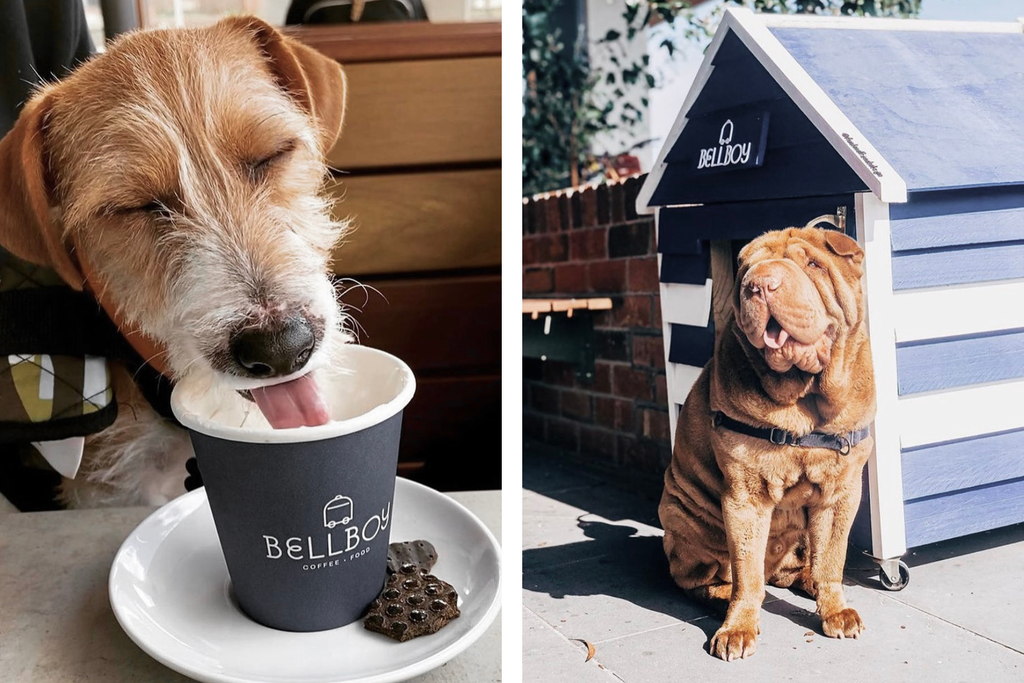 Dog Friendly Brunch - Bellboy Cafe