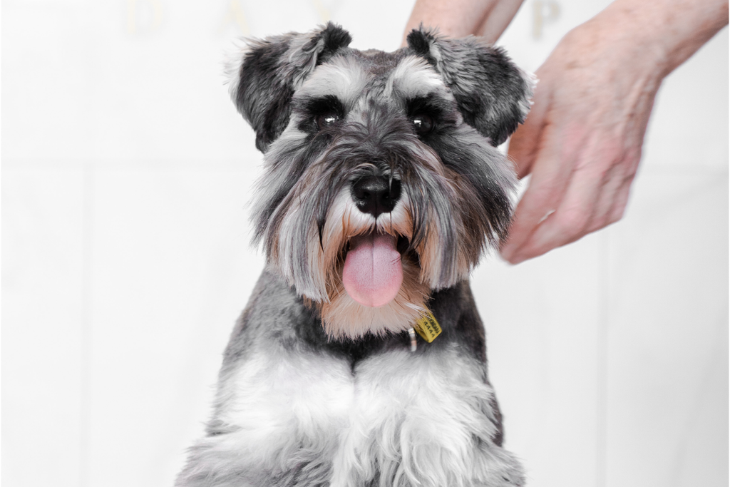 Bourke St. the Label - Favourite Dog Groomers Melbourne - Yuppy Puppy Day Spa