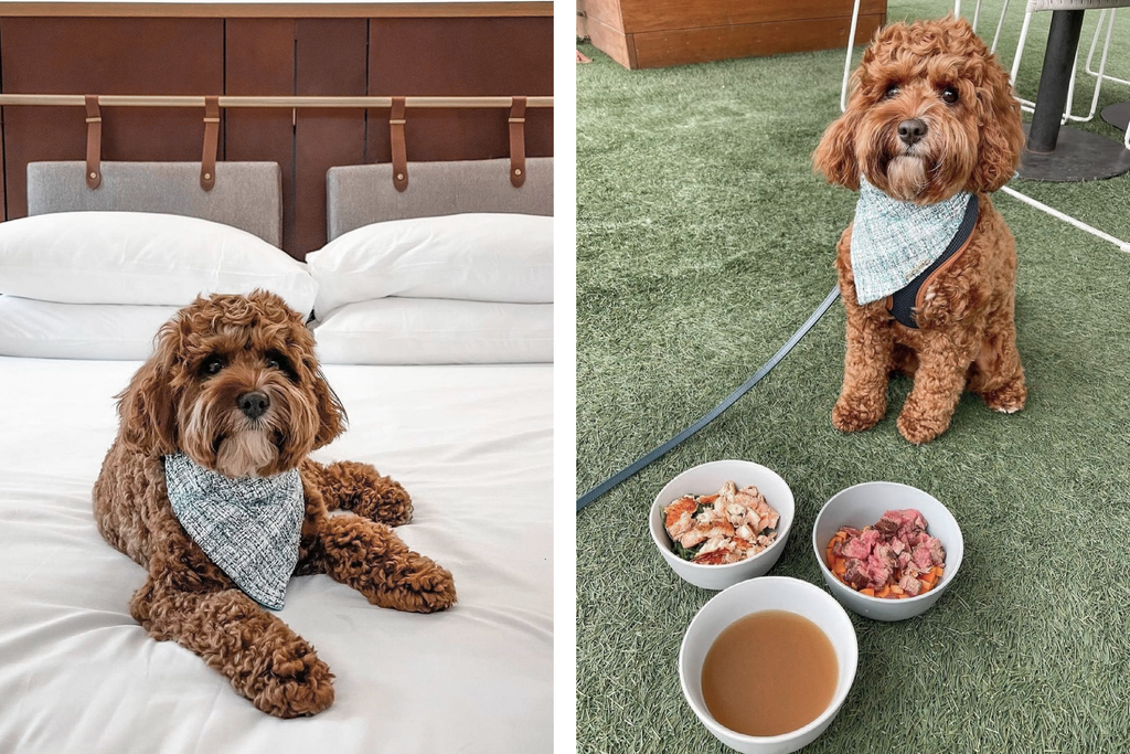 Bourke St. the Label - Dog Friendly Hotels - Sydney Hotels - Pier One Sydney