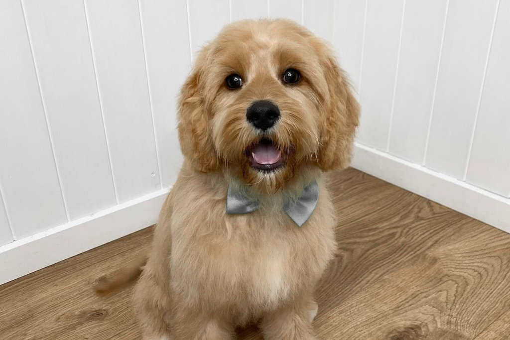 Bourke St. the Label - Favourite Dog Groomers Melbourne - The Grooming Barn