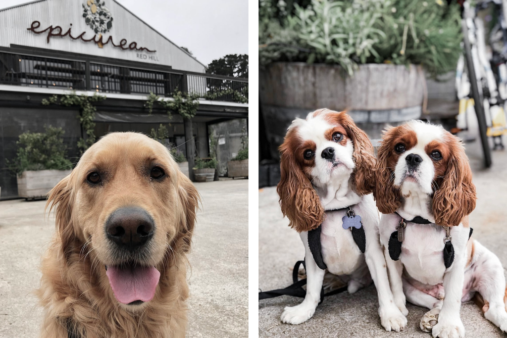 Bourke St. the Label - Dog Friendly Mornington Peninsula - The Epicurean Red Hill