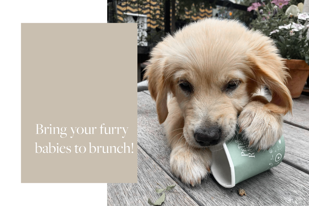 Bourke St. the Label - Dog Friendly Cafes Adelaide - Peter Rabbit