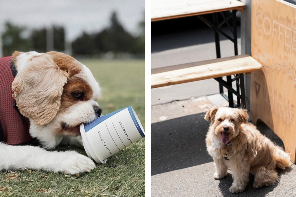 Bourke St. the Label - Dog Friendly Cafes in Melbourne - Vertue Coffee Roasters