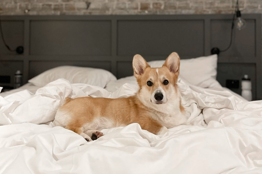 Bourke St. the Label - Dog Friendly Hotels - Sydney Hotels - Ovolo 1888 Darling Harbour Hotel