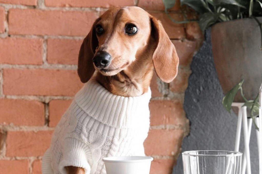 Bourke St. the Label - Dog Friendly Cafes Adelaide - Octeine Coffee