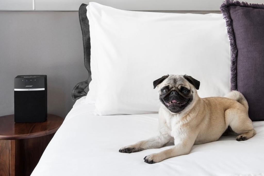 Bourke St. the Label - Dog Friendly Hotels - Sydney Hotels - Lancemore Hotels