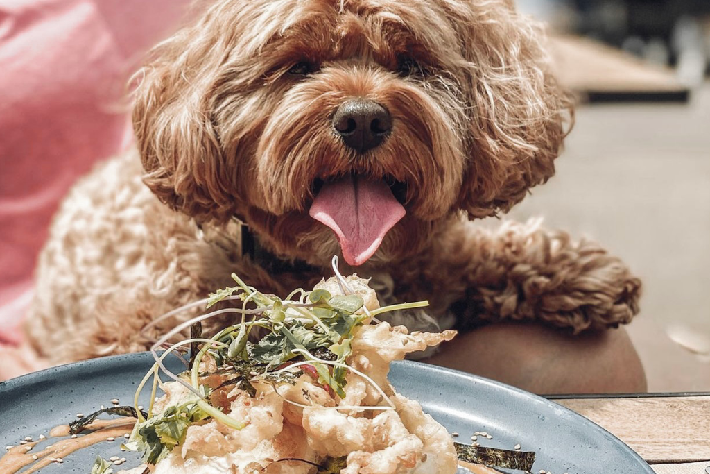 Bourke St. the Label - Dog Friendly Brunch - Leroy's Newport