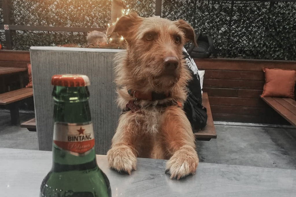 Bourke St. the Label - Dog Friendly Pubs - Newmarket Hotel St Kilda