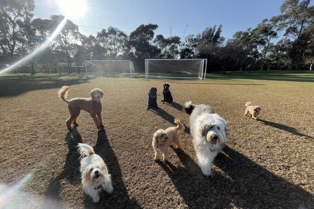 Dog Walking Services In Melbourne