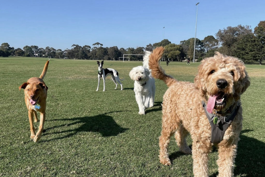 Dog Walking Services In Melbourne