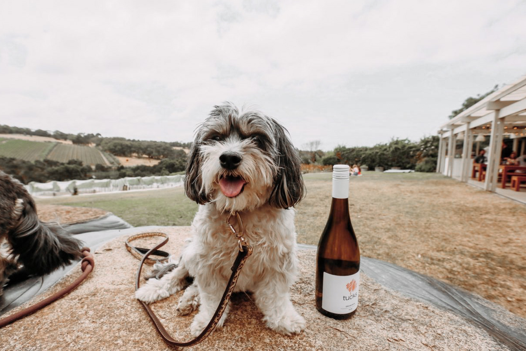 Bourke St. the Label - Father’s Day Dog Dad Gift Guide - Tuck's Wine