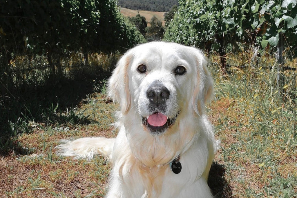 Bourke St. the Label - Dog Friendly Experiences in Hobart - Wobbly Boot Vineyard