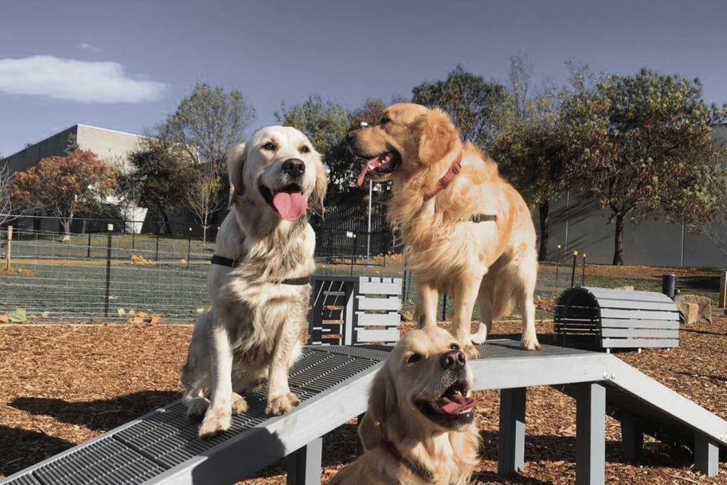 Bourke St. the Label - Dog Friendly Experiences in Hobart - John Turnbull Park