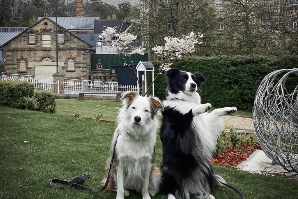 Bourke St. the Label - Dog Friendly Experiences in Hobart - Cascade Brewery Co