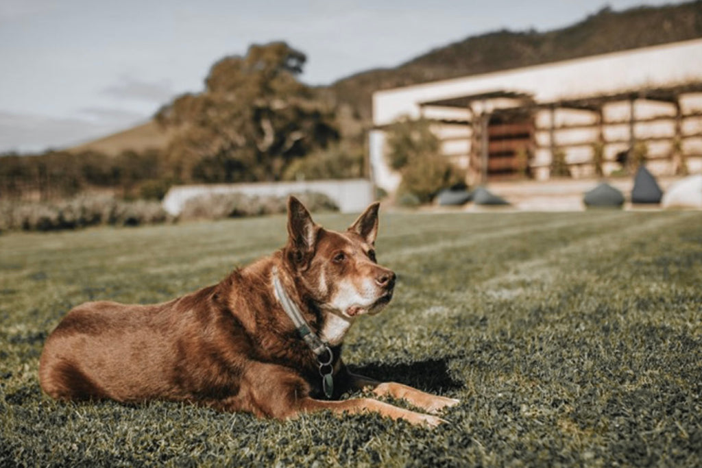 Bourke St. the Label - Dog Friendly Experiences in Hobart - Stefano Lubiana Wines