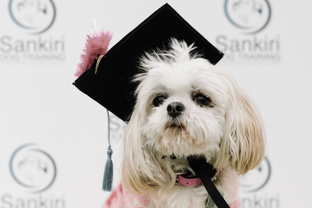 Sankiri Dog Training