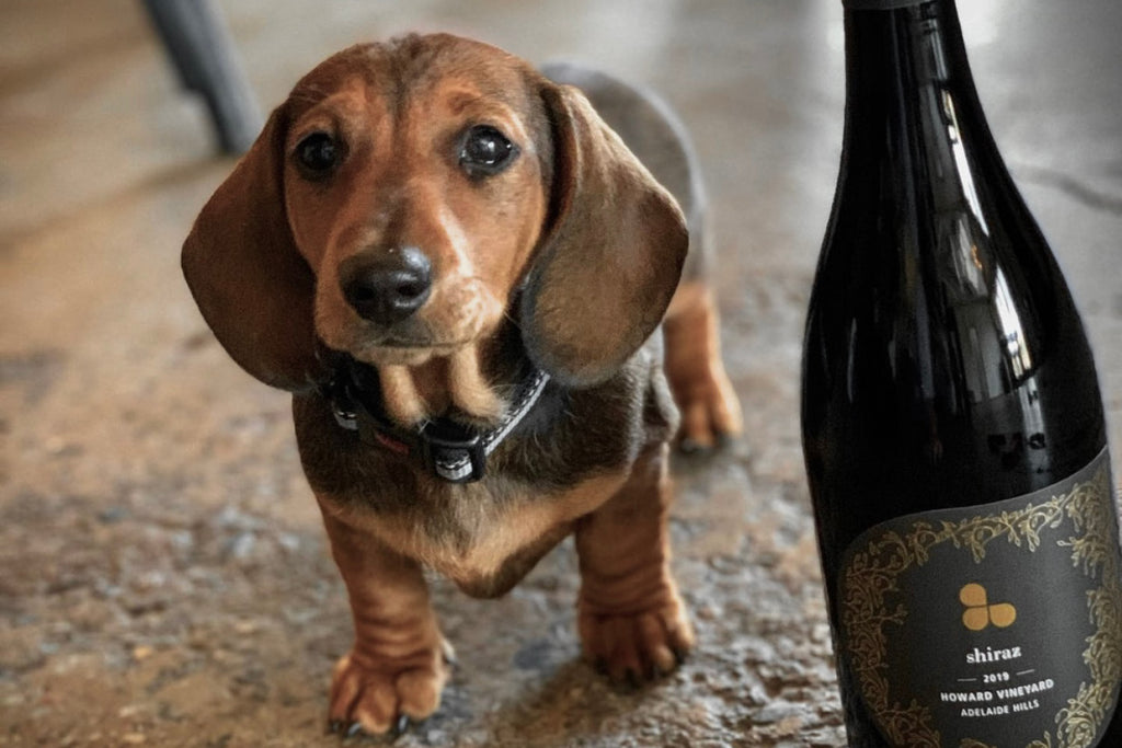 Dog Friendly Wineries