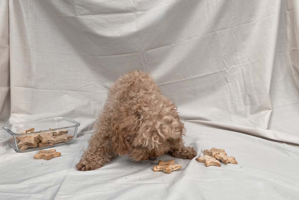 Bourke St. the Label - Simple Dog Biscuit Recipe