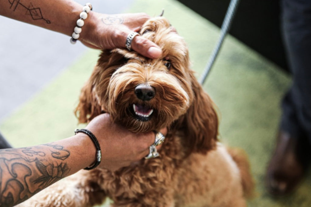 Designer Dog Collars Melbourne