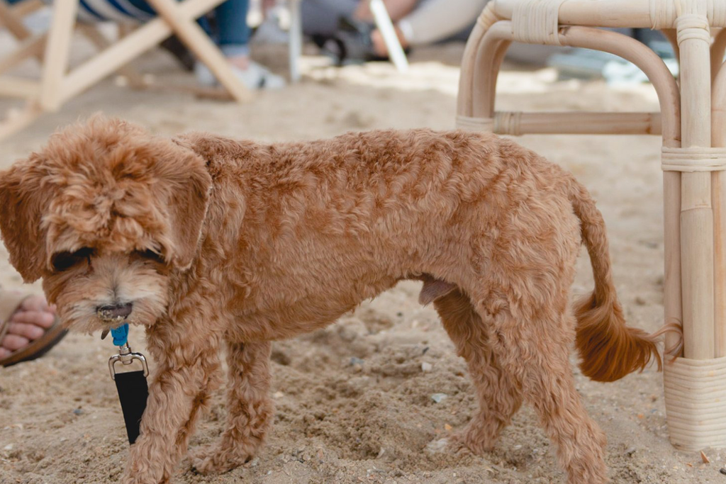 Bourke St. the Label - Dog Friendly Summer Bucketlist Melbourne - The Exchange Beach Club