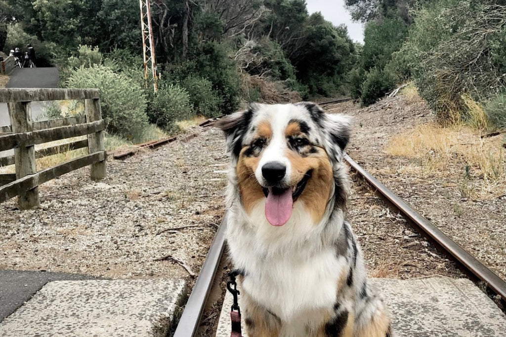 Bellarine Rail Trail