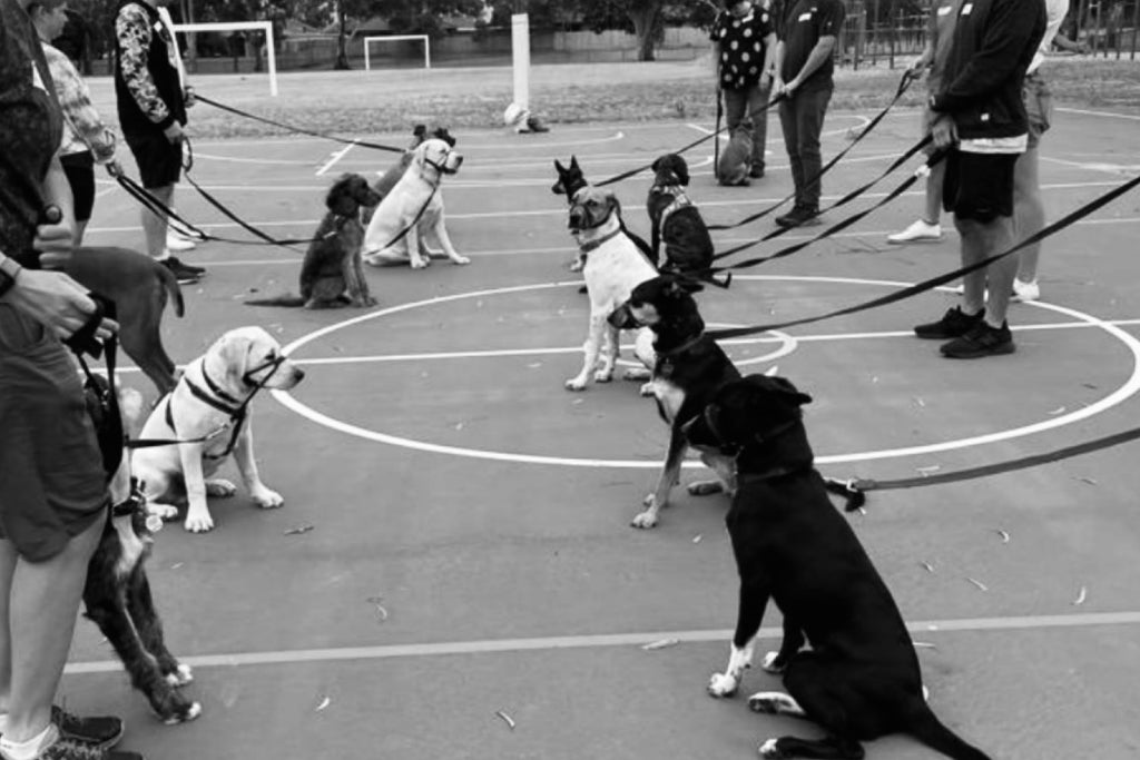 The Art Of Dog Training