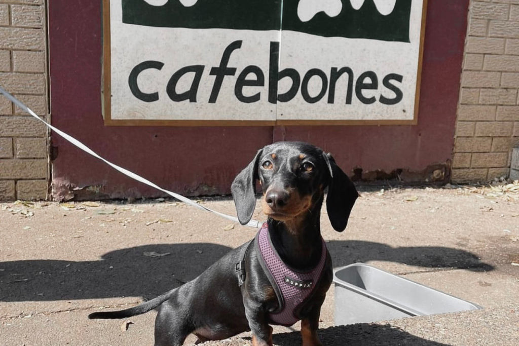 Cafe Bones Dog Park