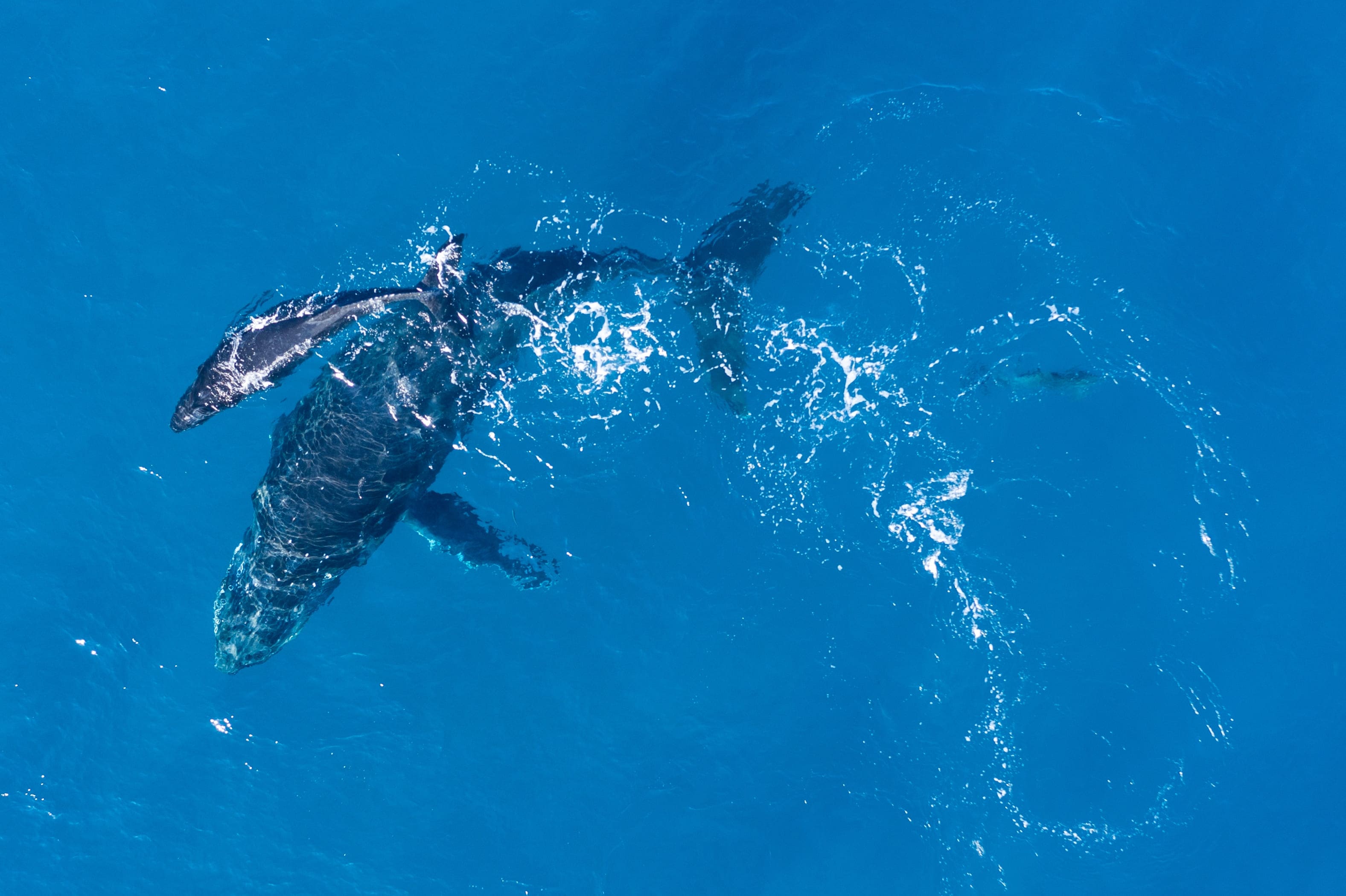 What Is Green Beauty And Blue Beauty ocean whales