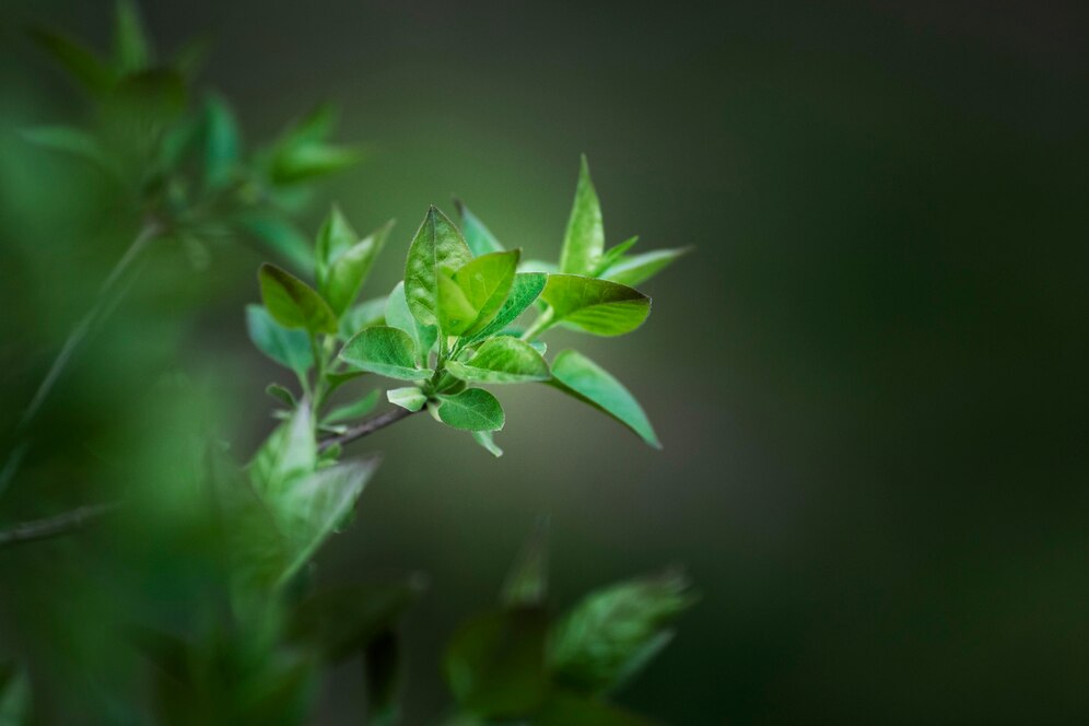 What Is Green Beauty And Blue Beauty plant