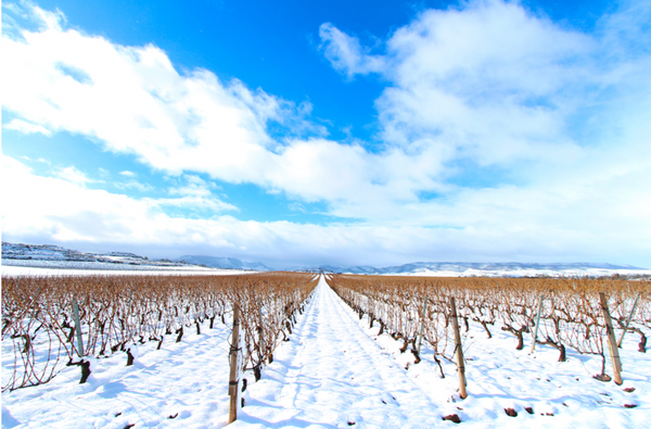 Vineyards snow