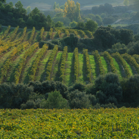 Viñas del Vero vineyard