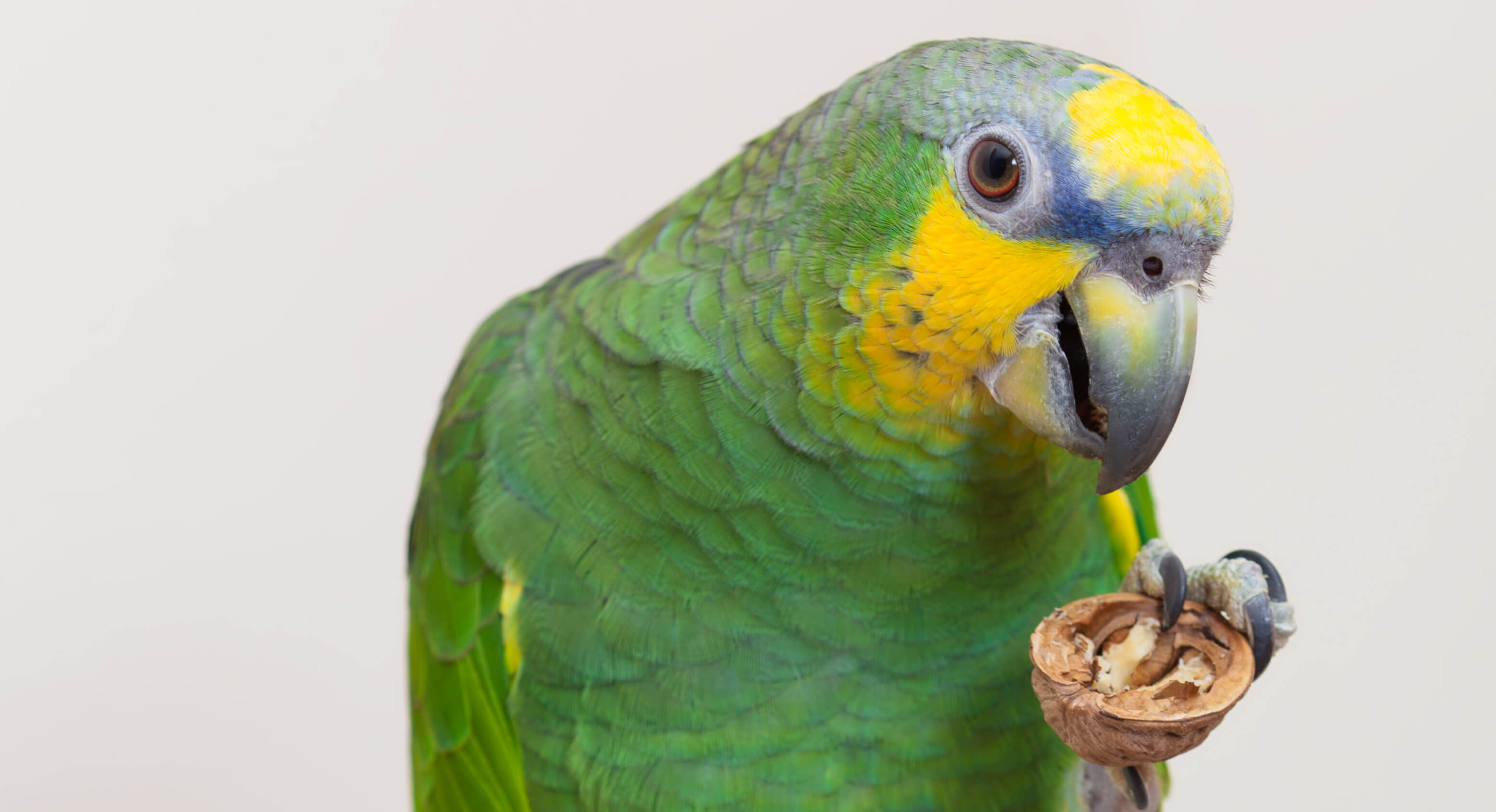 How To Prevent & Treat Overgrown Beak In Pet Birds & Parrots