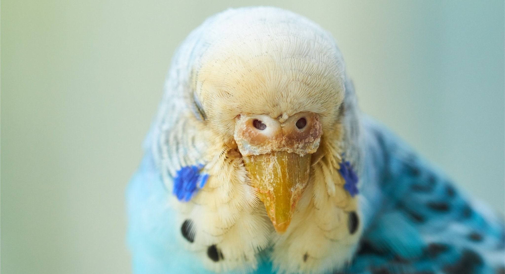 budgie beak mites treatment