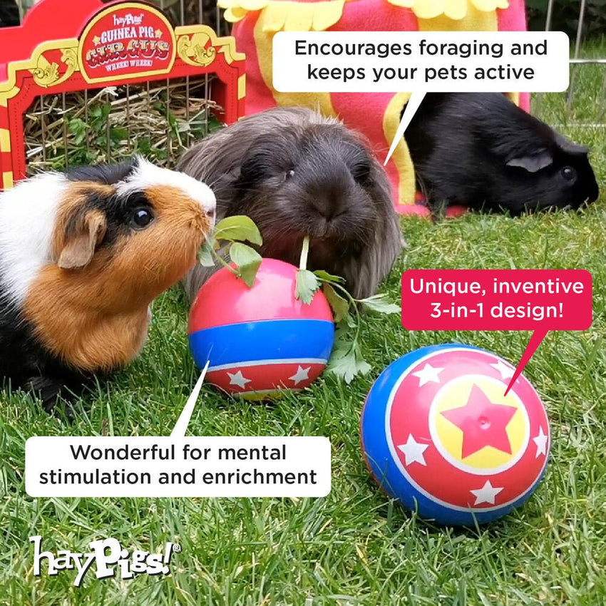 treat ball for pigs