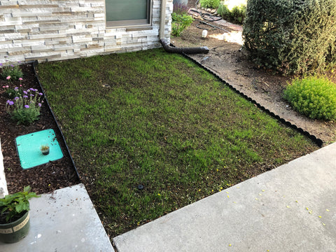 New grass from Seed