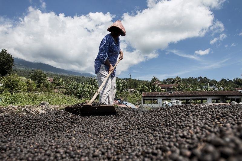 drying up coffee bean