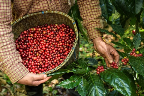 hand picked coffee fruits