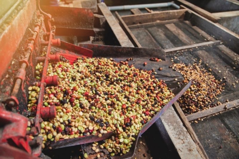 coffee fruit sorting