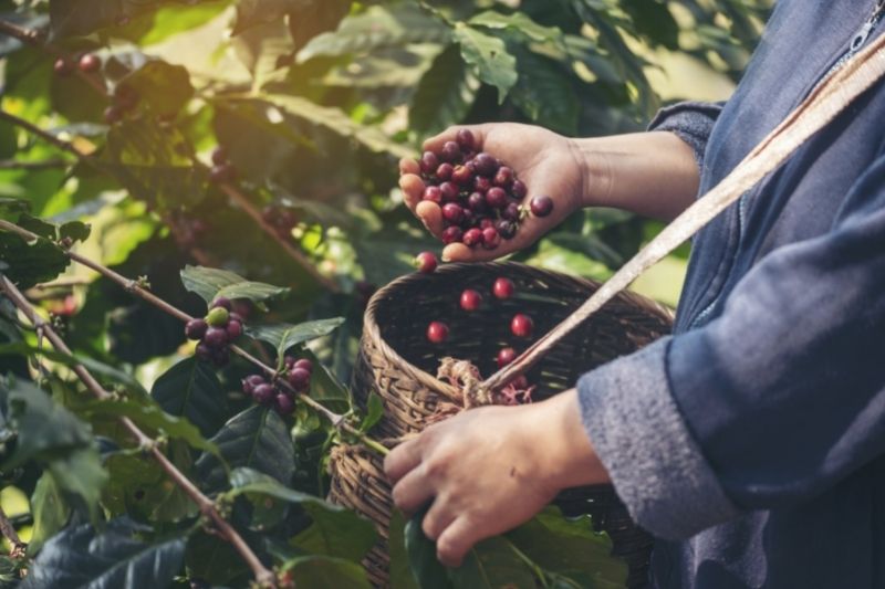 harvesting coffee fruit