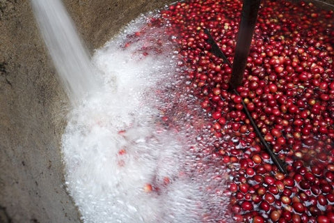 washed coffee fruits